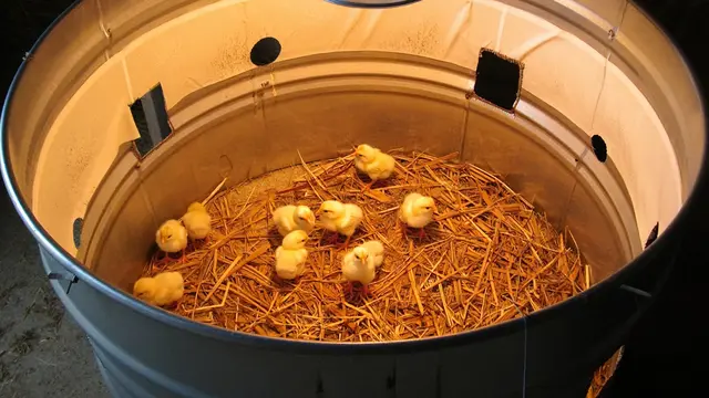 Desain Kandang Optimal untuk Anak Ayam Baru Menetas (AI)