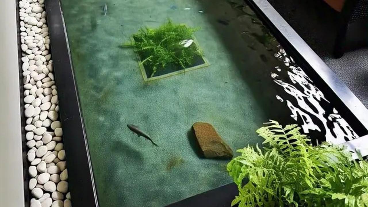 Panduan Lengkap Membuat Kolam Ikan Hias di Rumah Sempit, Bikin Asri dan Estetik