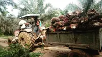 Pekerja mengangkut TBS sawit milik perusahaan di Tanjung Jabung Barat, Jambi. (Liputan6.com/gresi plasmanto)