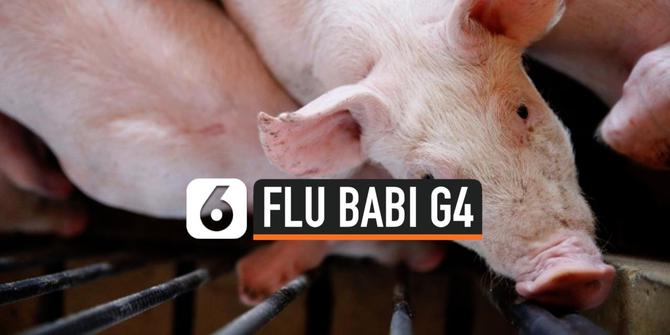 VIDEO: Ancaman Flu Babi G4 jadi Pandemi Baru
