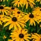 Black-eyed Susan (Rudbeckia). (Foto: May/Unsplash)