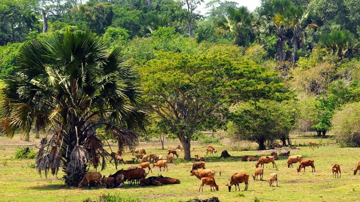 Menhut Tutup Sementara Taman Nasional dan Wisata Alam Saat Libur Lebaran dan Nyepi 2026