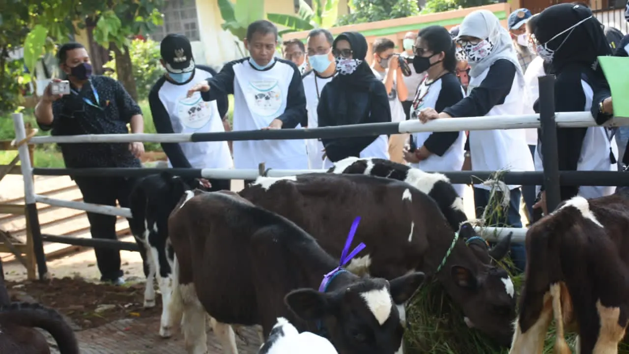 Kementan Apresiasi Peternak Sapi Perah di Jakarta Bertahan di Tengah Pandemi
