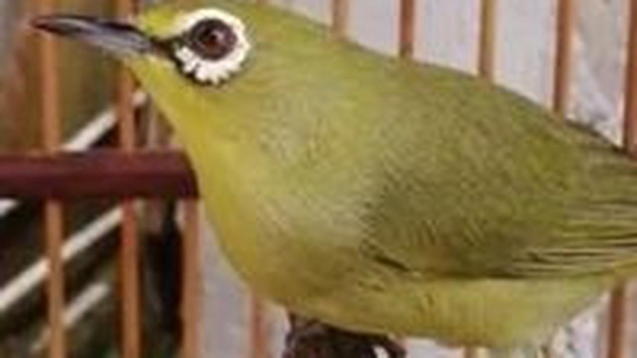 3. Pleci Dada Kuning Mata Merah (Danun Marmer)<br>
