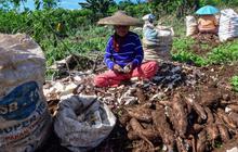 FOTO: Petani Menjerit Harga Singkong Anjlok, Prabowo Setujui Hentikan Impor