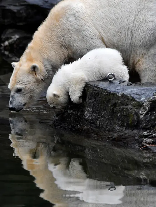 Bayi beruang kutub dan ibunya yang bernama Tonja meminum air dalam kandang mereka di Kebun Binatang Tierpark, Berlin, Jerman, Jumat (15/3). Belum ada nama yang disematkan kepada bayi beruang kutub tersebut. (John MACDOUGALL/AFP)