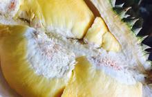 Apakah Durian Mengandung Kolesterol? Perhatikan Jumlah Asupan