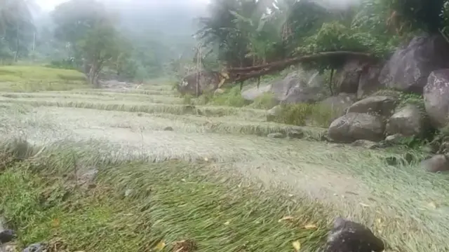 Belasan hektar sawah padi milik warga rusak berat akibat banjir bandang.(Liputan6.com/ Dionisius Wilibardus)