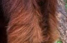 Viral Orangutan Masuk Area Tambang, BKSDA Sultra Pastikan Bukan di Konawe Utara