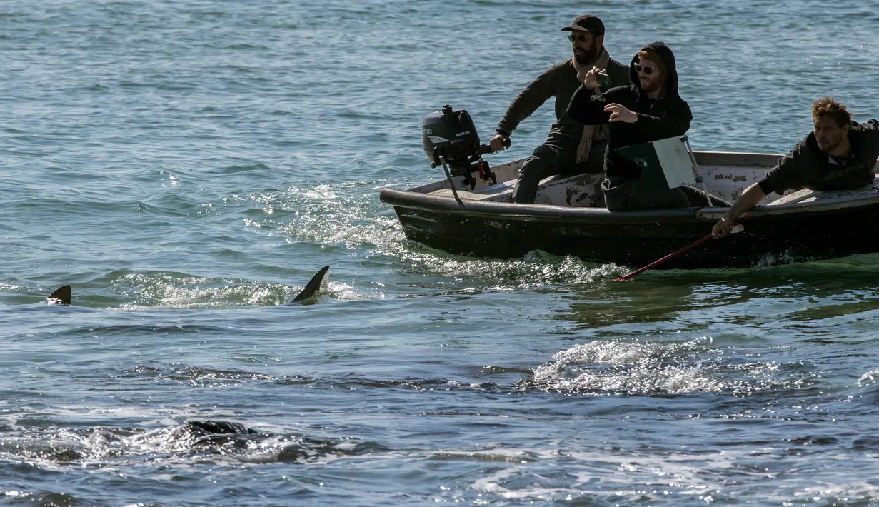 Warga berada di perahu menyaksikan fenomena munculnya kawanan hiu pasir di lepas pantai Hadera dan Tel Aviv, Israel (23/1). Puluhan hiu pasir mendadak bermunculan di pesisir Israel. (AFP Photo/Jack Guez )