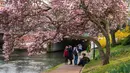 Orang-orang bersantai di bawah pohon magnolia yang sedang mekar di tepi Sungai Ill, Strasbourg, Prancis, 21 Maret 2022. Magnolia adalah salah satu marga tumbuhan berbunga yang dikenal luas karena bunganya indah dan menyebarkan aroma harum. (PATRICK HERTZOG/AFP)