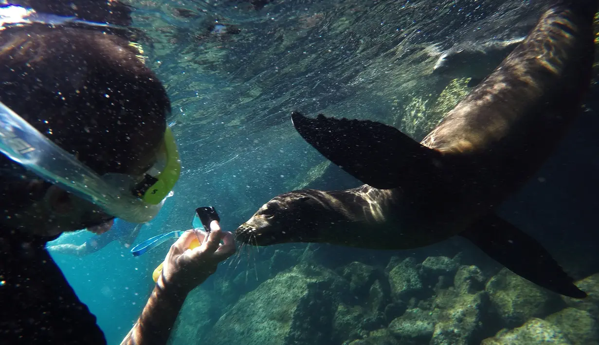 Wisatawan berenang dan mengambil gambar singa laut di Santa Cruz, Taman Nasional Galapagos di Ekuador, 10 Oktober 2016. Karena keindahan dan keunikannya banyak wisatawan berkunjung ke pulau Galapagos ini. (Reuters/Nacho Doce)