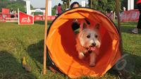 Seekor anjing sedang mengikuti acara Purina Alpo Dog Run 2015 di Lapangan Parkir Timur Senayan, Jakarta, Minggu (24/5/2015). Acara tersebut dimanfaatkan para pemilik anjing untuk berbagi informasi. (Liputan6.com/Herman Zakharia)