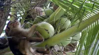Di Sumatra Barat, kera dapat membantu memetik buah kelapa.