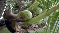 Mengenal Kebaikan Kera di Mata Masyarakat Sumatra Barat