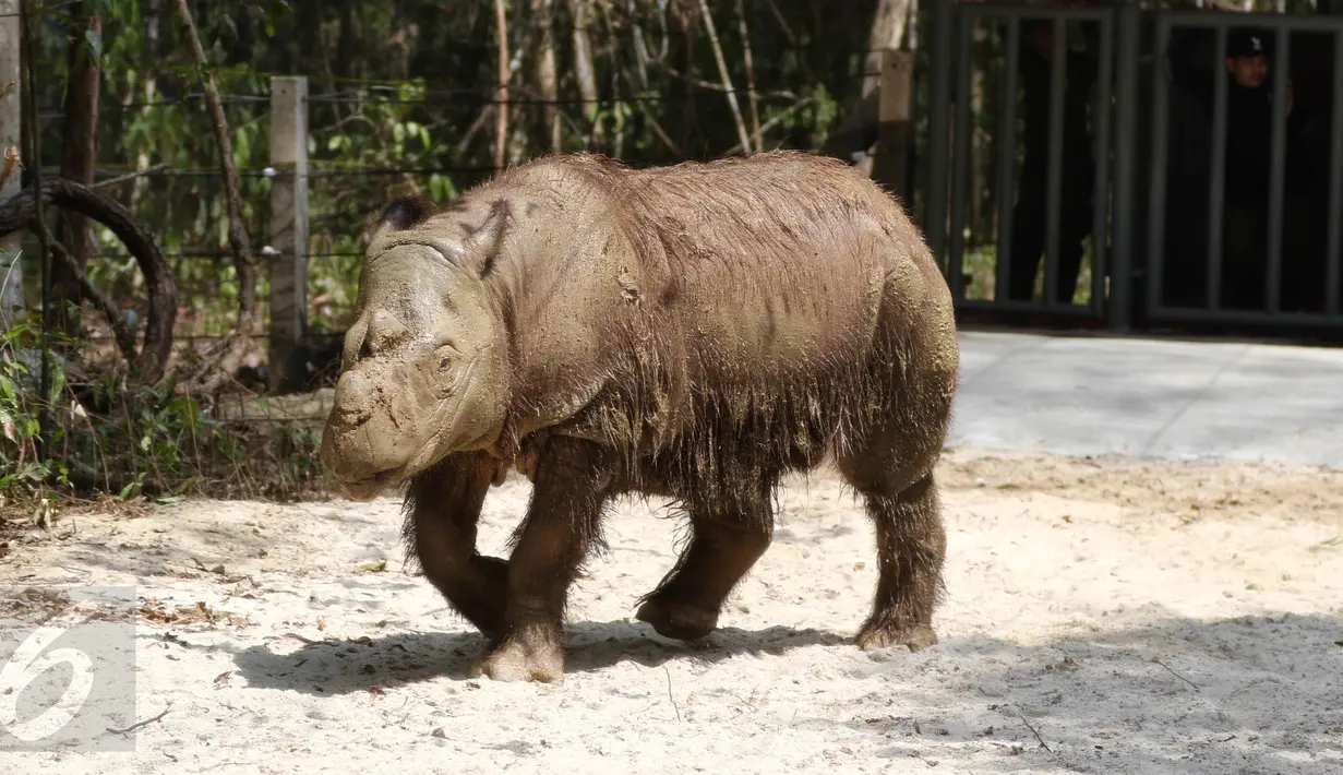 Badak Sumatera jantan bernama Harapan saat berada di dalam kandang Taman Nasional Way Kambas, Lampung, Kamis (5/11). Badak ini sempat dipinjam kebun binatang Cincinnati Zoo Amerika Serikat. (Liputan6.com/Fery Pradolo)