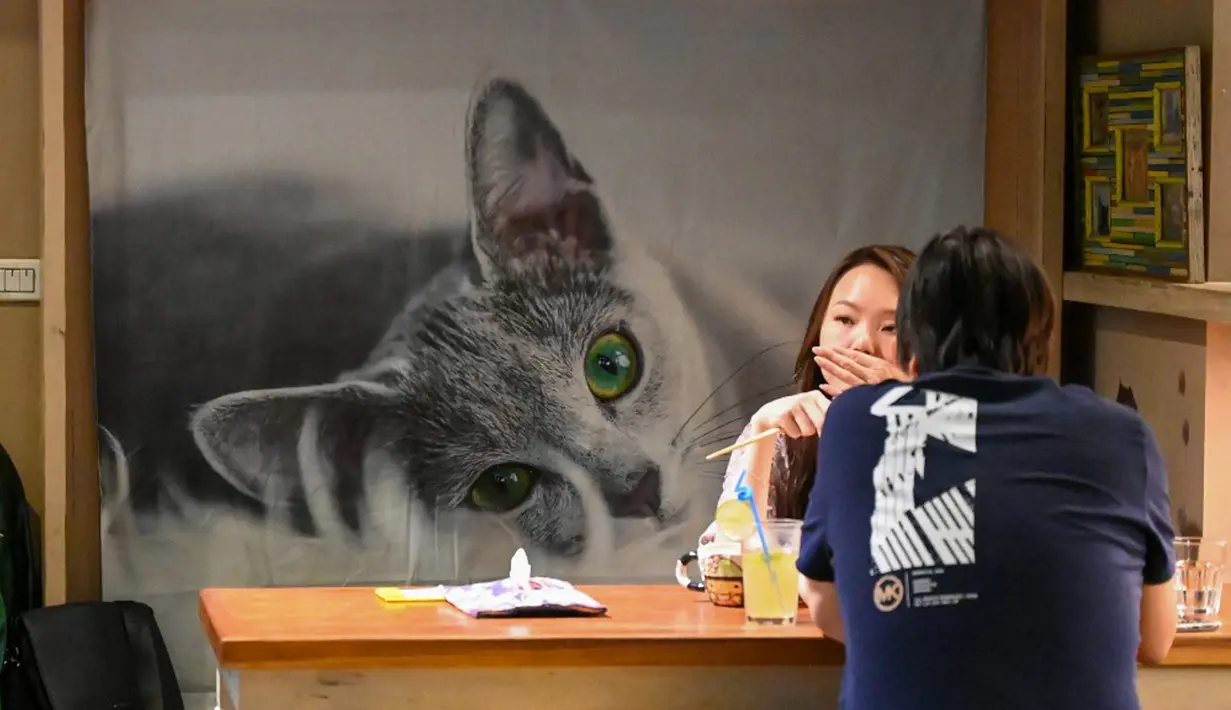 Gambar yang diambil pada 27 Oktober 2021 ini menunjukkan pelanggan di kafe kucing Mao Thai Thai, New Taipei City, Taiwan. Para ilmuwan di Taiwan mengembangkan makanan kucing dari bahan dasar yang agak tidak biasa - kepompong ulat sutra. (Sam Yeh/AFP)