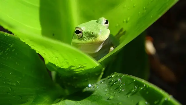 Katak Berkembang Biak dengan Cara Ovipar, Simak Pula Pengertian dan Ciri-Cirinya