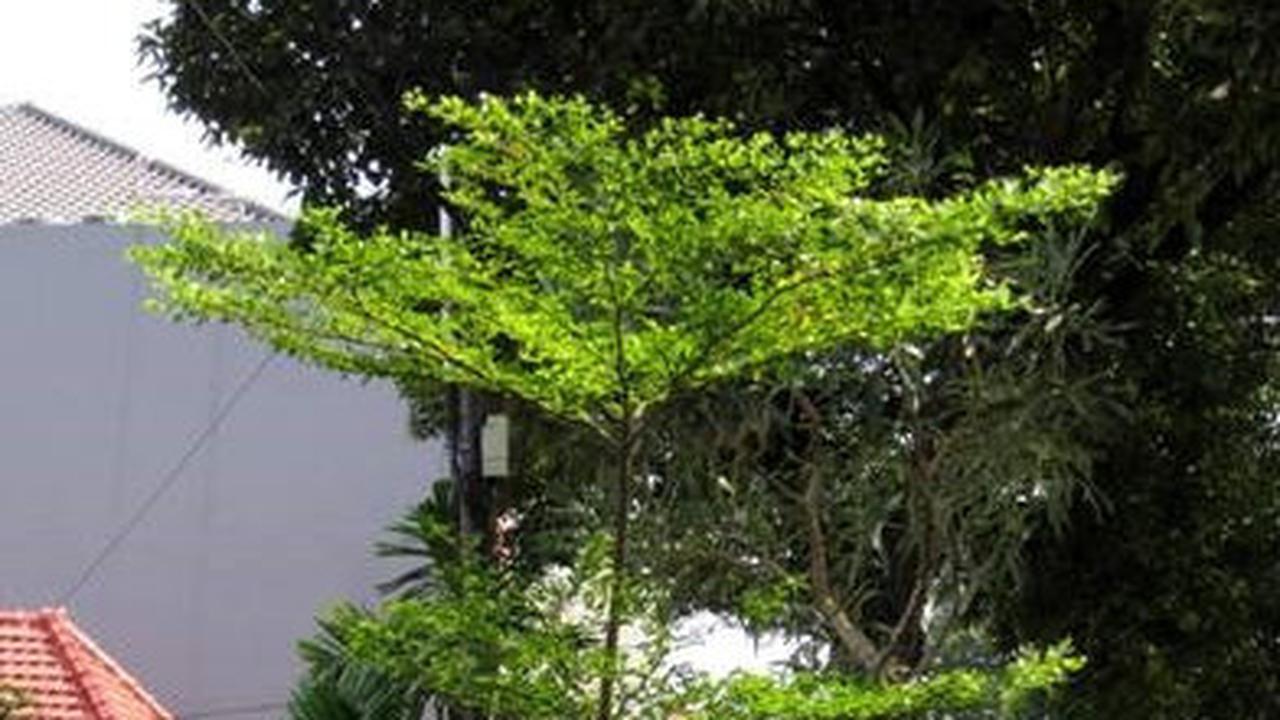 Tanaman Peneduh yang Mudah Dirawat