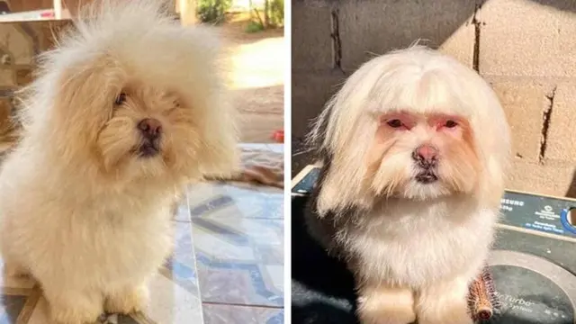 7 Potret Hewan Peliharaan Sebelum dan Sesudah Grooming Ini Bikin Pangling