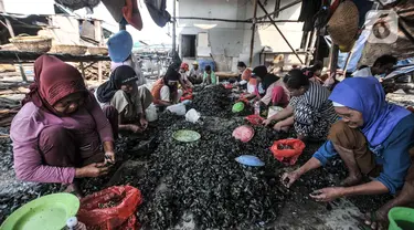 Pekerja saat mengupas kerang hijau di Kalibaru, Cilincing, Jakarta Utara, Minggu (13/6/2021). Keberadaan Kampung Kerang Hijau di Cilincing yang eksis sejak puluhan tahun lalu ini tak lepas dari kelihaian para pengupas kerang yang rata-rata digeluti oleh kaum perempuan. (merdeka.com/Iqbal S. Nugroho)