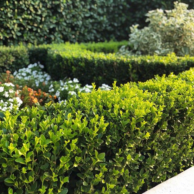 pagar tanaman. Ilustrasi by Meta AI