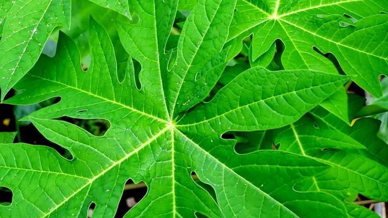 Ternyata Begini Cara Menghilangkan Pahit Pada Daun Pepaya, Resepnya Wajib Dicoba!