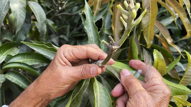 Pohon Mangga Unik