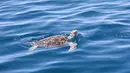 Penyu yang dilepaskan tampak berenang di laut di Wilayah Lingshui, Provinsi Hainan, China selatan, pada 9 Agustus 2020. Para peneliti memasang alat pelacak pada 10 ekor penyu untuk mempelajari kebiasaan dan habitat mereka. (Xinhua/Zhang Liyun)