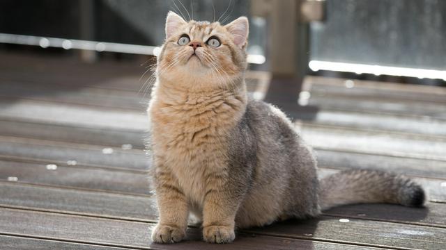 British Shorthair