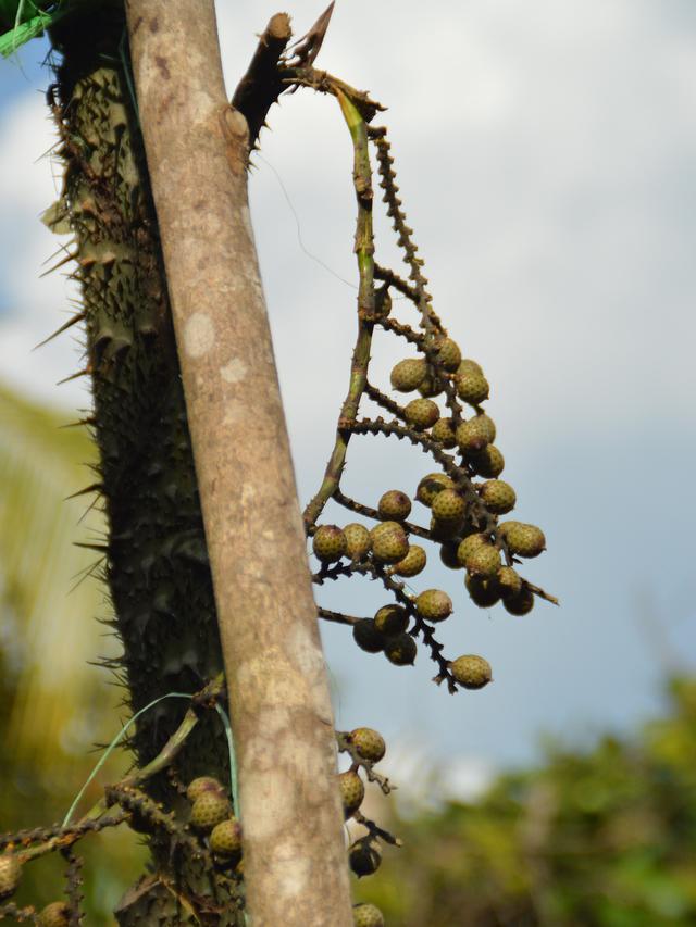 10 Jenis Pohon Buah Langka yang Bisa Ditanam di Rumah, Koleksi Tanaman ...