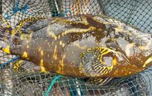 Mengenal Kampung Kerapu Lamongan, Gudangnya Ikan Segar yang Wajib Dikunjungi