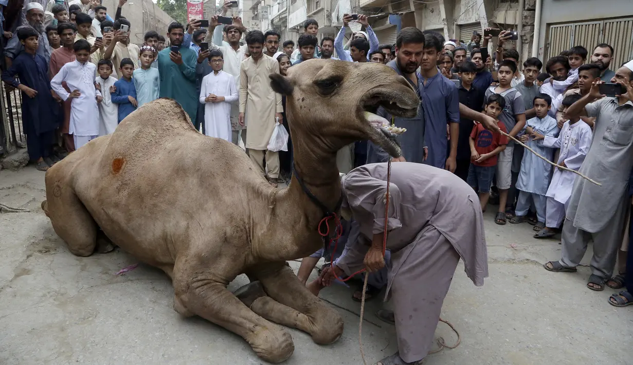Umat muslim bersiap untuk menyembelih unta pada Idul Adha di Peshawar, Pakistan, 10 Juli 2022. Umat muslim seluruh dunia merayakan Idul Adha atau Hari Raya Kurban untuk memperingati kesediaan Nabi Ibrahim mengorbankan putranya. (AP Photo/Muhammad Sajjad)