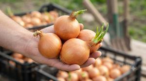 6 Cara Menanam Bawang Bombay dari Bagian Pangkal yang Masih Bertunas