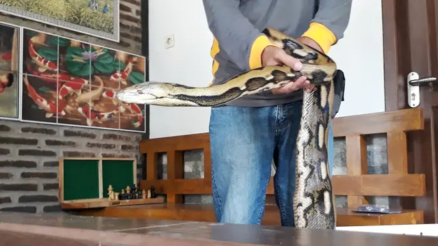 Vita adalah jenis ulat piton yang termasuk sanca batik, tetapi oleh pecinta reptil, jenis ini dinamai sanca Tiger. (Foto: Liputan6.com/Muhamad Ridlo)
