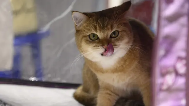 Kontes Kucing Internasional di Rusia