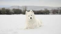 Top 10 Cold-Weather Dog Breeds That Love Playing in Snow