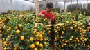 Pekerja menata jeruk kim kit atau jeruk Imlek di Meruya, Jakarta Barat, Sabtu (26/1). Jeruk tersebut didatangkan langsung dari China. (Liputan6.com/Angga Yuniar)