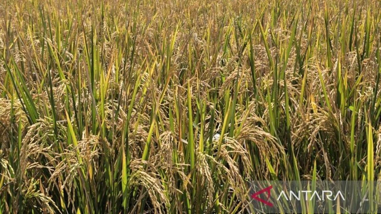 DPRD Batu Godok Perda LP2B, Perkuat Perlindungan Lahan Pertanian Pangan Demi Ketahanan Daerah