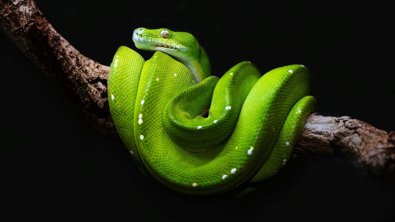 Green Tree Python