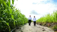 Pastikan Food Estate Berjalan Baik, Mentan-Wamenhan Pantau Lokasi di Gunung Mas/Istimewa.