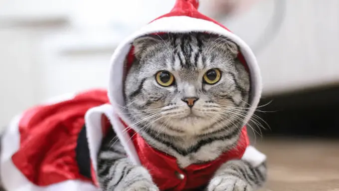 Ilustrasi Kostum Kucing