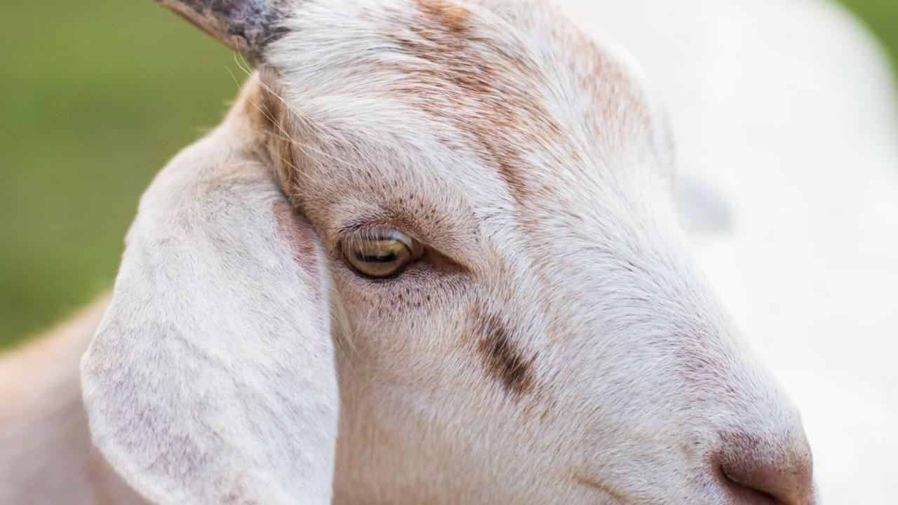 Viral Video Kambing Diajak Jalan-Jalan ke Mal, Aksinya Curi Perhatian