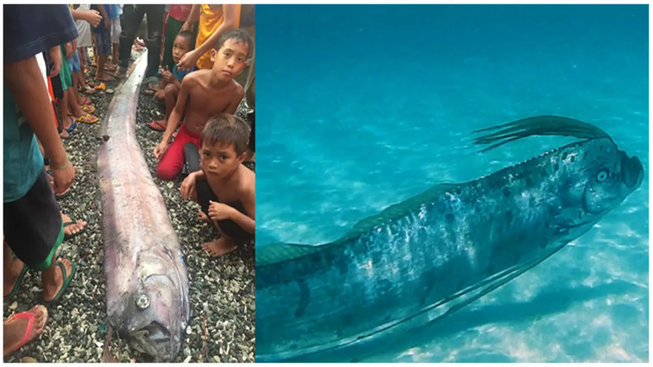 Warga Anggap Oarfish Utusan Dewa, Kemunculannya Pertanda Gempa