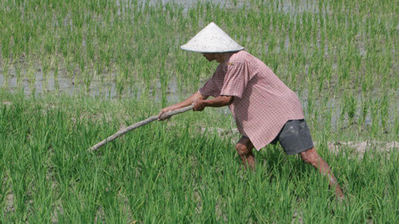 Varietas padi hasil rekayasa nuklir hasilkan 10 ton gabah/hektar