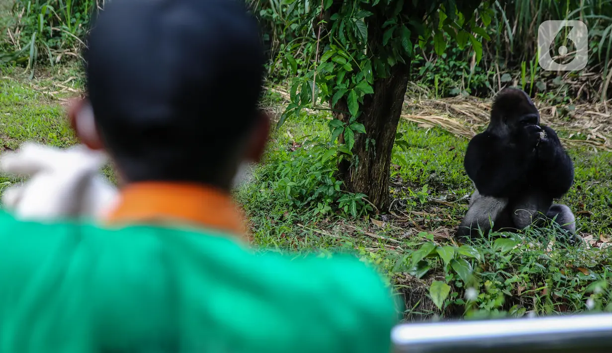 Gorila memakan makanan dari petugas di Taman Margasatwa Ragunan, Jakarta Selatan, Senin (20/4/2020). Pihak pengelola Taman Margasatwa Ragunan tetap melakukan perawatan terhadap seluruh satwa selama pandemi virus corona COVID-19. (Liputan6.com/Faizal Fanani)