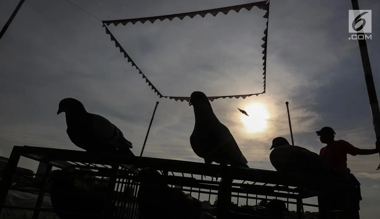 Burung dara siap terbang mengikuti latihan burung kolong lapak tanggul di pesisir Banjir Kanal Barat, Petamburan, Tanah Abang, Jakarta, Rabu (27/2). Latihan yang digelar setiap sore ini diikuti sejumlah komunitas burung dara. (Liputan6.com/Fery Pradolo)