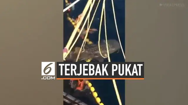 Total ada tiga hiu paus yang terjebak pukat saat nelayan tengah berlayar di laut Andaman, Phuket, Thailand. Para nelayan pun langsung melakukan upaya penyelamatan kepada tiga hiu paus tersebut.