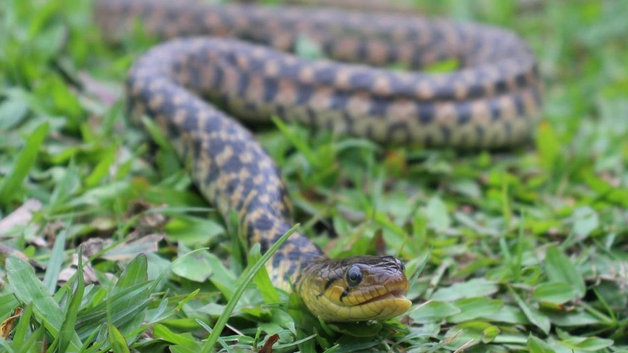 Cara Mencegah Ular Masuk Rumah dengan Tanaman, Pakai 12 Pilihannya Berikut Ini