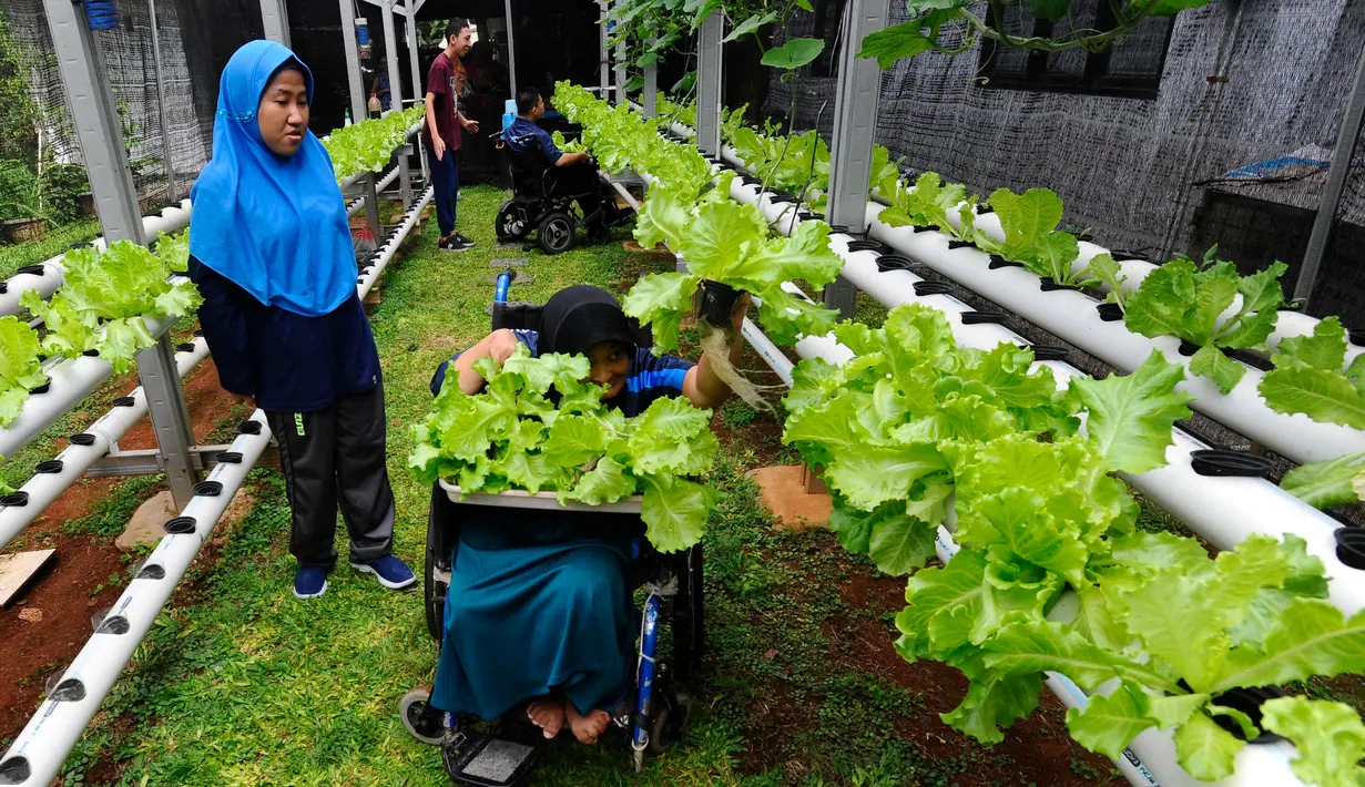Murid kelas keterampilan melakukan panen selada air pada kebun hidroponik YPAC di Kebayoran Baru, Jakarta, Jumat (29/11/2024). (merdeka.com/Arie Basuki)
